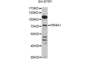 Western blot analysis of extracts of SH-SY5Y cells, using NR4A1 antibody (ABIN6293398) at 1:1000 dilution. (NR4A1 抗体)