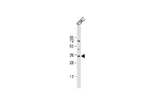 Anti-LYL1 Antibody (C-Term) at 1:2000 dilution + K562 whole cell lysate Lysates/proteins at 20 μg per lane. (LYL1 抗体  (AA 212-244))