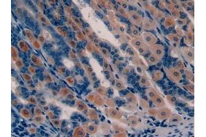 Detection of GHRH in Mouse Stomach Tissue using Polyclonal Antibody to Growth Hormone Releasing Hormone (GHRH) (GHRH 抗体  (AA 20-97))