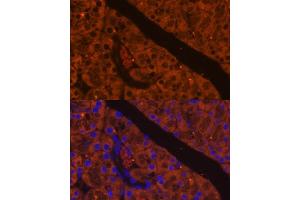 Immunofluorescence analysis of mouse pancreas using CELA antibody (ABIN7266397) at dilution of 1:100. (CELA2A 抗体  (AA 80-150))