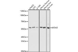 Western blot analysis of extracts of various cell lines, using MDM2 antibody (ABIN6133186, ABIN6143671, ABIN6143672 and ABIN6217278) at 1:1000 dilution. (MDM2 抗体  (AA 200-430))