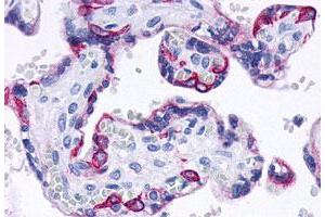 Immunohistochemistry (Formalin/PFA-fixed paraffin-embedded sections) of human placenta tissue with GPBAR1 polyclonal antibody . (GPBAR1 抗体  (C-Term))