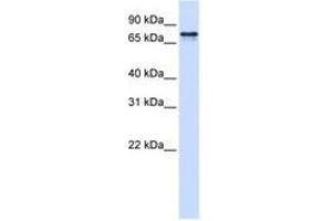 Image no. 1 for anti-Signal Recognition Particle 68kDa (SRP68) (AA 36-85) antibody (ABIN6740693) (SRP68 抗体  (AA 36-85))