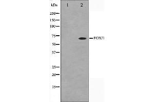 Western blot analysis on LOVO cell lysate using FOXJ1 Antibody,The lane on the left is treated with the antigen-specific peptide. (FOXJ1 抗体  (Internal Region))