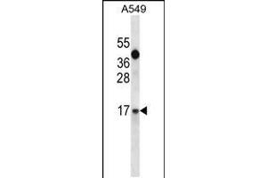 IGF1 Antibody (C-term) (ABIN658020 and ABIN2837861) western blot analysis in A549 cell line lysates (35 μg/lane). (IGF1 抗体  (C-Term))