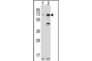 Western blot analysis of USP2 (arrow) using rabbit polyclonal USP2 Antibody (T22) (ABIN388877 and ABIN2839170). (USP2 抗体  (N-Term))
