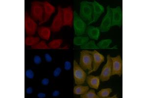 IGBP1 Mouse Monoclonal Antibody staining Hela cells by IF/ICC. (IGBP1 抗体)