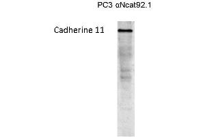 Western blot on a lysate of Cadherin 11 transfected PC3 cells (OB Cadherin 抗体)