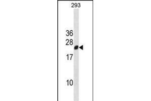 RGS13 Antibody (Center) (ABIN1881748 and ABIN2838418) western blot analysis in 293 cell line lysates (35 μg/lane). (RGS13 抗体  (AA 61-90))