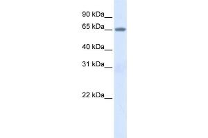 Western Blotting (WB) image for anti-Albumin (ALB) antibody (ABIN2458602) (Albumin 抗体)