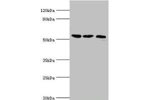 Western blot All lanes: Histone-lysine N-methyltransferase SMYD1 antibody at 2 μg/mL Lane 1: Mouse heart tissue Lane 2: 293T whole cell lysate Lane 3: Mouse skeletal muscle tissue Secondary Goat polyclonal to rabbit IgG at 1/10000 dilution Predicted band size: 57 kDa Observed band size: 57 kDa (SMYD1 抗体  (AA 1-350))