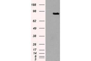 Western Blotting (WB) image for anti-Prominin 2 (PROM2) antibody (ABIN1500436) (Prominin 2 抗体)