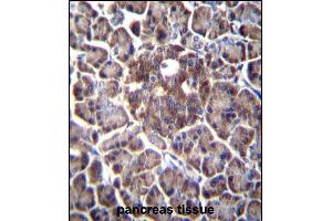 DDIT4 Antibody (C-term) (ABIN652188 and ABIN2840691) immunohistochemistry analysis in formalin fixed and paraffin embedded human pancreas tissue followed by peroxidase conjugation of the secondary antibody and DAB staining. (DDIT4 抗体  (C-Term))