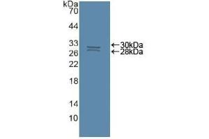Detection of Recombinant CASP8, Human using Polyclonal Antibody to Caspase 8 (CASP8) (Caspase 8 抗体  (AA 7-201))