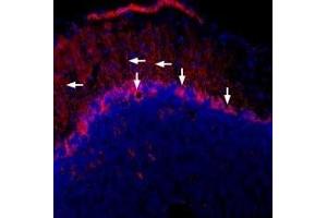 Immunohistochemistry (IHC) image for anti-Gap Junction Protein, alpha 1, 43kDa (GJA1) (AA 331-345), (Intracellular) antibody (ABIN7043199)