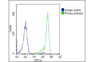 Overlay histogram showing U-2 OS cells stained with (ABIN6243315 and ABIN6578853)(green line). (TCIRG1 抗体  (AA 668-702))