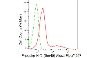 Flow cytometric analysis of phospho-Nrf2 (Ser40) expression in HepG2 cells using phospho-Nrf2 (Ser40) antibody (ABIN7799631), 1:2,000). (Recombinant NRF2 抗体  (pSer40))