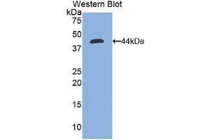 Western blot analysis of the recombinant protein. (Nephrin 抗体  (AA 39-106))