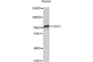 Western blot analysis of extracts of HepG2 cells, using CXXC1 antibody. (CXXC1 抗体)