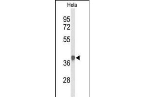 Western blot analysis of PDHA1 Antibody (Center) (ABIN653604 and ABIN2842968) in Hela cell line lysates (35 μg/lane). (PDHA1 抗体  (AA 226-255))