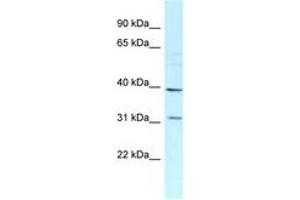 Image no. 1 for anti-Mitochondrial Ribosomal Protein L46 (MRPL46) (C-Term) antibody (ABIN6747859) (MRPL46 抗体  (C-Term))