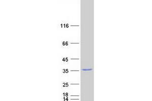 Western Blotting (WB) image for Guanine Nucleotide Binding Protein (G Protein), beta Polypeptide 2-Like 1 (GNB2L1) protein (Myc-DYKDDDDK Tag) (ABIN2722100)