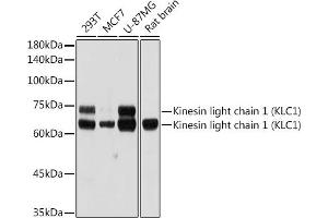 Western blot analysis of extracts of various cell lines, using Kinesin light chain 1 (Kinesin light chain 1 (KLC1)) antibody (ABIN7268139) at 1:1000 dilution. (KLC1 抗体)
