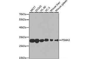 Western blot analysis of extracts of various cell lines using PSMA3 Polyclonal Antibody at dilution of 1:1000. (PSMA3 抗体)