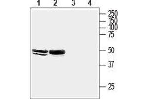 Western blot analysis of mouse brain membranes (lanes 1 and 3) and rat hippocampus lysate (lanes 2 and 4): - 1,2. (HOMER2 抗体  (C-Term, Intracellular))