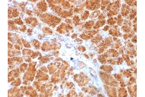 Formalin-fixed, paraffin-embedded human Pancreas stained with Clathrin, LC Monoclonal Antibody (SPM174). (CLTA/CLTB 抗体  (N-Term))