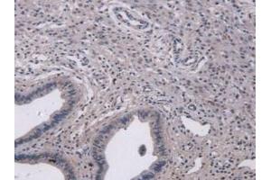 IHC-P analysis of Mouse Uterus Tissue, with DAB staining. (MUC5B 抗体  (AA 75-295))