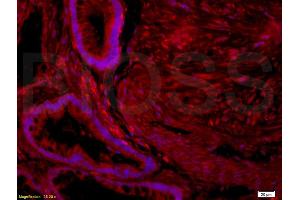 Immunofluorescence (IF) image for anti-Opiate Receptor-Like 1 (OPRL1) (AA 1-47) antibody (ABIN725960)