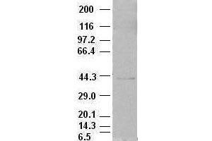 EpCAM antibody (2G1) at 1:500 dilution + MCF7 cell lysate (EpCAM 抗体  (AA 24-265))