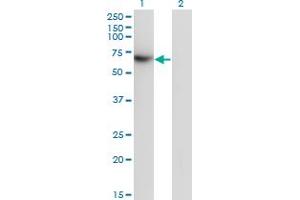 Western Blot analysis of TFCP2 expression in transfected 293T cell line by TFCP2 monoclonal antibody (M01), clone 3H6. (TFCP2 抗体  (AA 414-502))