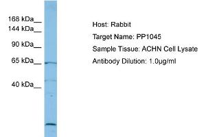Host: Rabbit Target Name: PP1045 Sample Type: ACHN Whole Cell lysates Antibody Dilution: 1. (PP1045 (C-Term) 抗体)