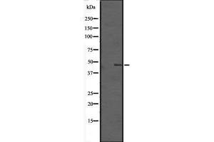 Western blot analysis of TMEM184B expression in HEK293 cells ,The lane on the left is treated with the antigen-specific peptide. (TMEM184B 抗体  (C-Term))