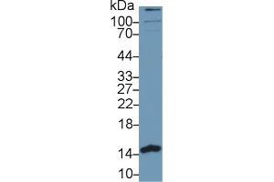 Western blot analysis of Human MCF7 cell lysate, using Human PHPT1 Antibody (1 µg/ml) and HRP-conjugated Goat Anti-Rabbit antibody (