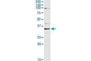PEX19 MaxPab rabbit polyclonal antibody. (PEX19 抗体  (AA 1-299))