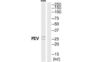 Western blot analysis of extracts from K562 cells, using FEV antibody. (FEV 抗体  (N-Term))