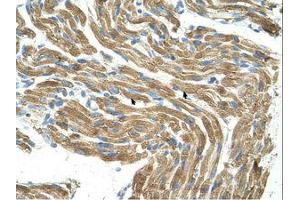 Image no. 1 for anti-Histidine Ammonia-Lyase (HAL) (C-Term) antibody (ABIN320973) (HAL 抗体  (C-Term))