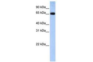 Image no. 1 for anti-Solute Carrier Family 22 (Organic Anion Transporter), Member 13 (SLC22A13) (AA 36-85) antibody (ABIN6740844) (SLC22A13 抗体  (AA 36-85))