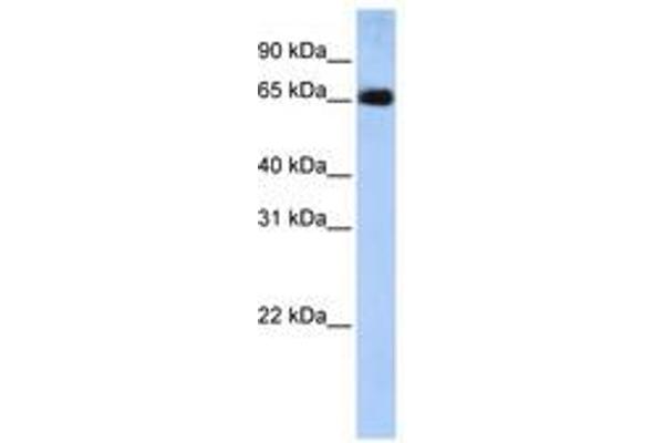 SLC22A13 Antikörper  (AA 36-85)