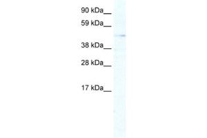 Western Blotting (WB) image for anti-Aristaless Related Homeobox (ARX) antibody (ABIN2461424) (Arx 抗体)