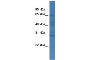 WB Suggested Anti-TMCO4 Antibody Titration: 0. (TMCO4 抗体  (C-Term))