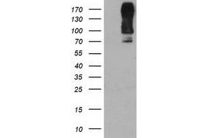 Western Blotting (WB) image for anti-Dipeptidyl-Peptidase 9 (DPP9) antibody (ABIN1497902) (DPP9 抗体)