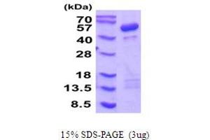 SDS-PAGE (SDS) image for Cytohesin 1 (CYTH1) (AA 1-398) protein (His tag) (ABIN5854258) (Cytohesin 1 Protein (CYTH1) (AA 1-398) (His tag))