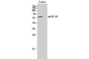 Western Blotting (WB) image for anti-M-AChR M5 (Internal Region) antibody (ABIN3180718) (M-AChR M5 (Internal Region) 抗体)