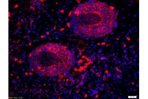 Formalin-fixed and paraffin-embedded mouse embryo labeled with Anti-RALDH2 Polyclonal Antibody, Unconjugatedused at 1:200 dilution for 40 minutes at 37°C. (ALDH1A2 抗体  (AA 441-518))