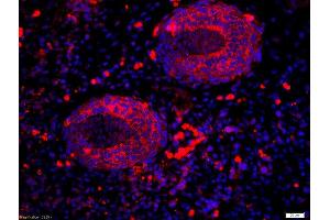 Formalin-fixed and paraffin-embedded mouse embryo labeled with Anti-RALDH2 Polyclonal Antibody, Unconjugatedused at 1:200 dilution for 40 minutes at 37°C.