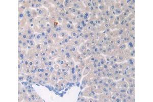 Used in DAB staining on fromalin fixed paraffin- embedded liver tissue (CNTNAP1 抗体  (AA 673-918))